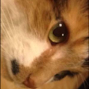 Meet your Posher, Iris